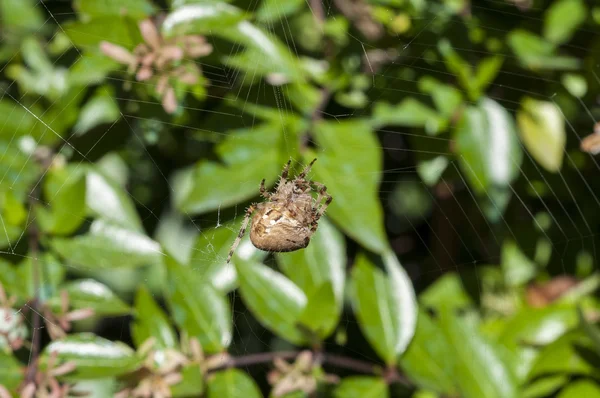 Aranha de jardim — Fotografia de Stock