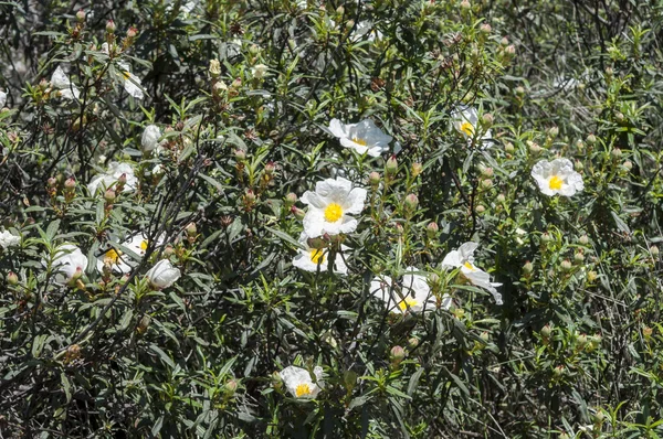 Guma rockrose, Cistus ladanifer — Zdjęcie stockowe