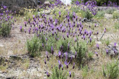 İspanyol lavanta, Lavandula stoechas