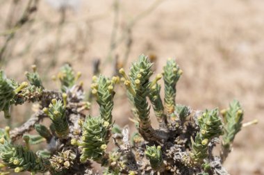 Crucianella maritima