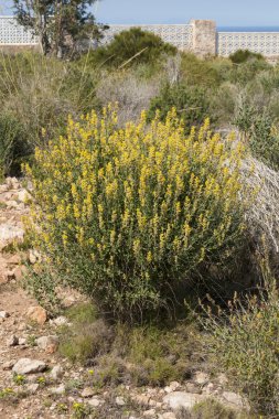 anthyllis cytisoides