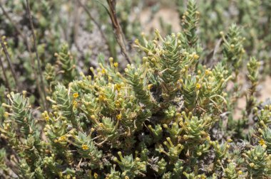 Crucianella maritima