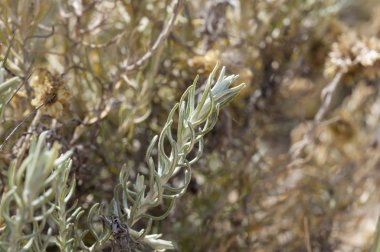 Helichrysum stoechas