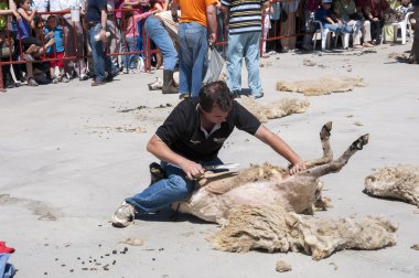 Geleneksel kesme koyun