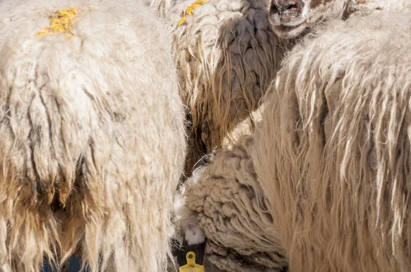 Sheep — Stock Photo, Image