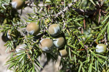 Dikenli ardıç Juniperus oxycedrus