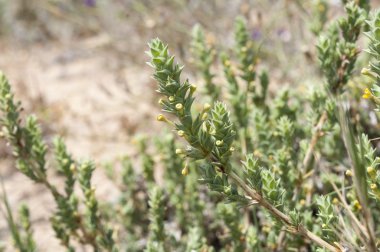 Crucianella maritima
