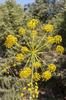 Villous ölümcül havuç, Thapsia villosa