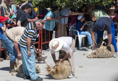 Geleneksel kesme koyun
