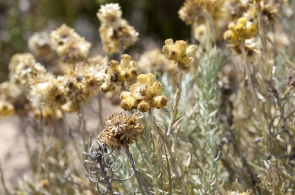 Blüten und Blätter von Helichrysum stoechas. — Stockfoto