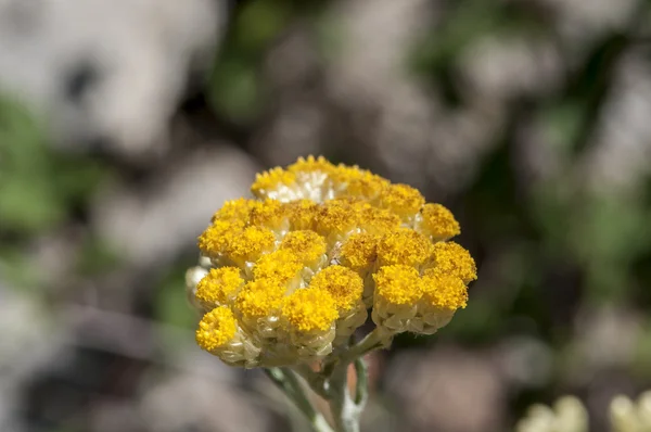 Helichrysum stoechas — Stockfoto