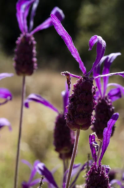 Španělský levandule Lavandula stoechas — Stock fotografie