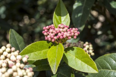 Laurustinus, Viburnum tinus