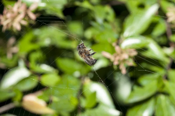 Abelha querida presa — Fotografia de Stock