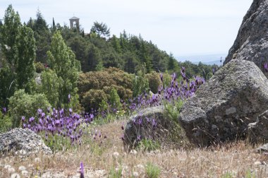 İspanyol lavanta, Lavandula stoechas