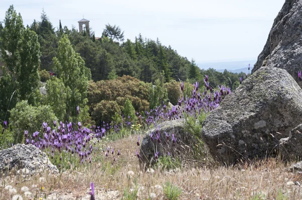 Lavanda espanhola, Lavandula stoechas — Fotografia de Stock