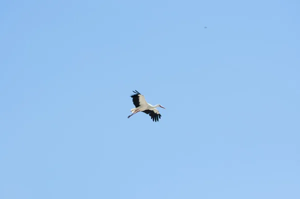Cegonha branca, ciconia ciconia em voo — Fotografia de Stock