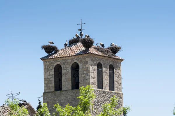 Colônia de cegonha branca, Ciconia ciconia — Fotografia de Stock