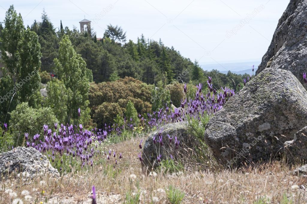 Spanish lavender, Lavandula stoechas