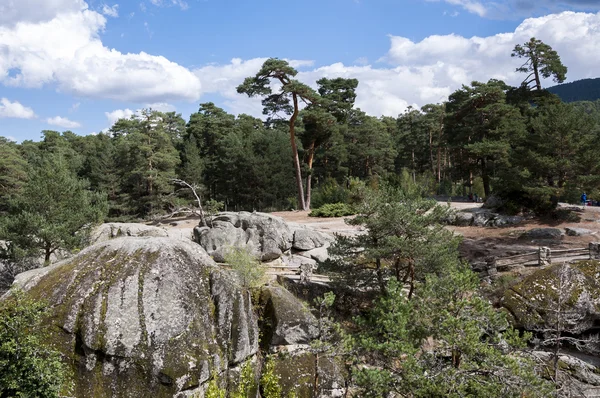 Floresta de pinheiro escocês — Fotografia de Stock