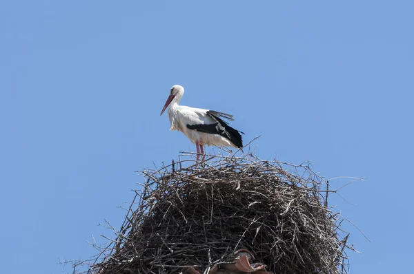 コウノトリ チコニア チコニア — ストック写真