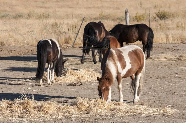 Troupeau de chevaux — Photo