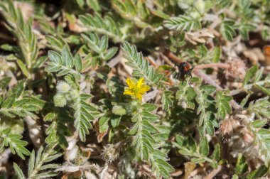 Tribulus terrestris çiçekler