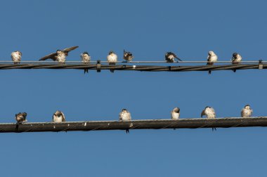 Ortak ev Martin sürüsü