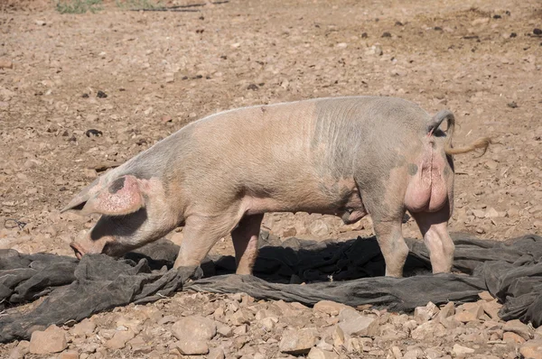 Uncastrated male pig — Stock Photo, Image