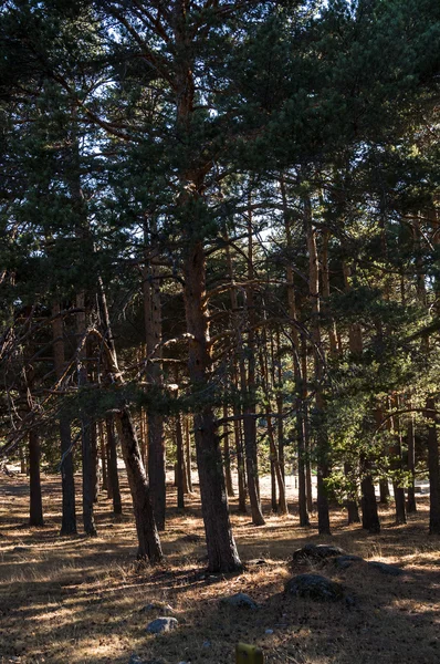Bosque de pinos escoceses en Guadarrama — Foto de Stock