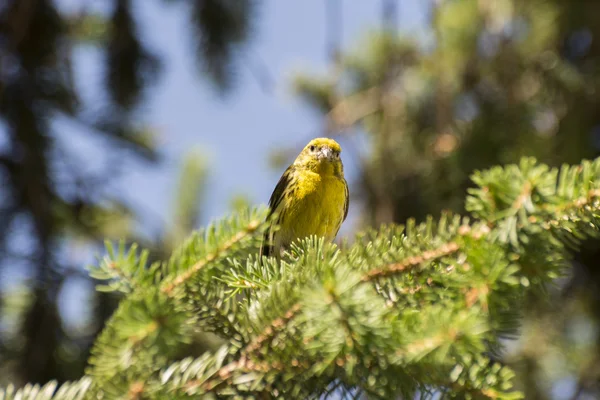 European serin, Serinus serinus — Stock Photo, Image