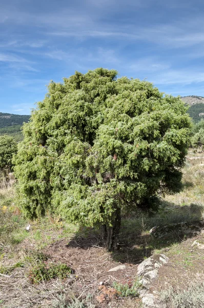 Albero di Cade, Juniperus oxycedrus Immagine Stock