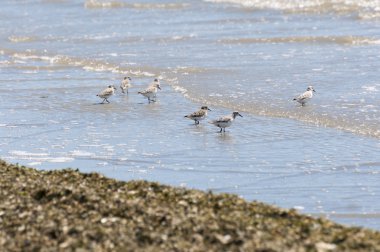 Sanderling, Calidris alba