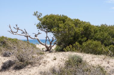 Halep çamı, Pinus halepensis