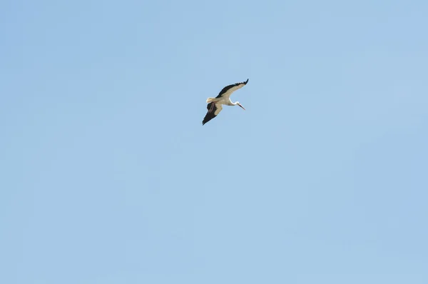 Cigüeña blanca, ciconia ciconia en vuelo — Foto de Stock