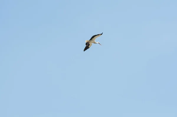 Weißstorch, Ciconia ciconia im Flug — Stockfoto