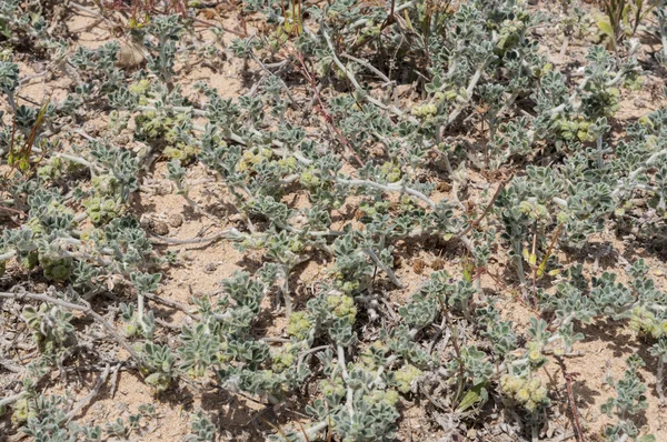 Medico costiero, Medicago marina — Foto Stock