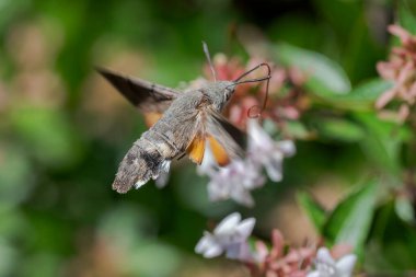 Bir sinekkuşu atmaca güvesi, Macroglossum stellatarum, bir Abelia bitkisinin çiçekleriyle besleniyor, eşsiz havada asılı kalma yeteneğini ve polen taşıyıcılarla bitkiler arasındaki etkileşimi gösteriyor. Fotoğraf Colmenar Viejo, Madrid, İspanya 'da çekildi.