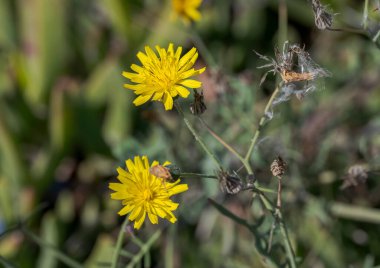 Slender dişi domuzu çiçekleri, Sonchus tenerrimus. Güney Avrupa, Kuzey Afrika ve Orta Doğu 'nun Akdeniz bölgesine özgüdür. Fotoğraf: Santa Pola, Alicante, İspanya