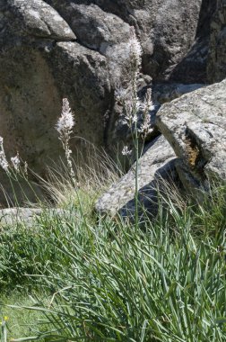 Beyaz asphodel çiçekleri, Asphodelus albus.