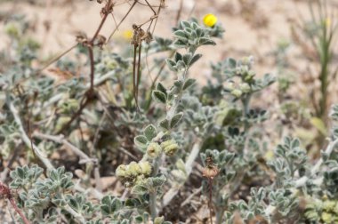Kıyı kelebekotu, Medicago marina
