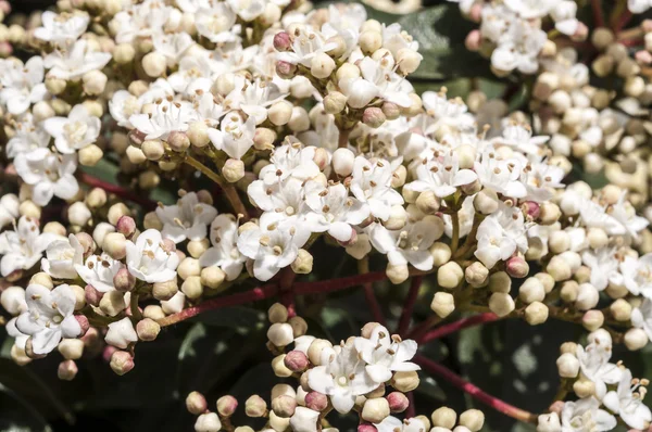 Laurustinus, Viburnum tinus — Zdjęcie stockowe