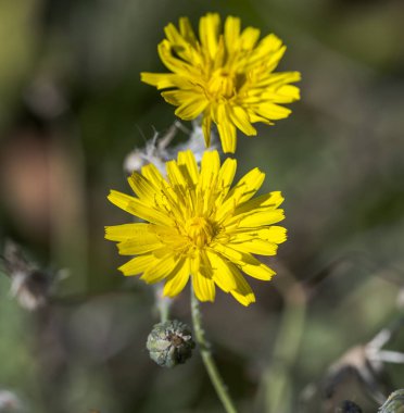 Slender dişi domuzu çiçekleri, Sonchus tenerrimus. Güney Avrupa, Kuzey Afrika ve Orta Doğu 'nun Akdeniz bölgesine özgüdür. Fotoğraf: Santa Pola, Alicante, İspanya
