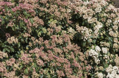Laurustinus, Viburnum tinus