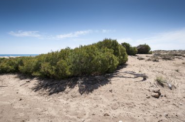 Halep çamı, Pinus halepensis