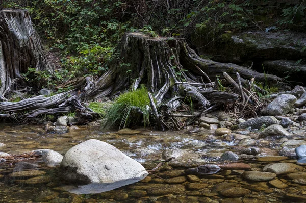 Split logs next to the river Eresma — Stock Photo, Image