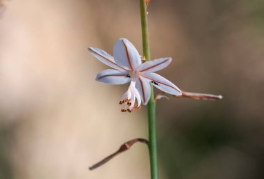 İçi boş asphodel çiçekleri, Asphodelus fistulosus. Akdeniz bölgesine özgüdür ve Amerika Birleşik Devletleri 'nde istilacı bir yabani ottur. Fotoğraf: Santa Pola, Alicante, İspanya