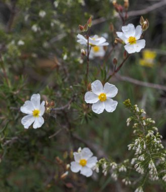 Beyaz Halimium umbellatum çiçekleri, sarı merkezli, Akdeniz 'de doğal olarak büyüyen bir çalılık. Fotoğraf: Canencia, İspanya