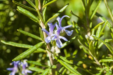 Rosemary, Rosmarinus officinalis