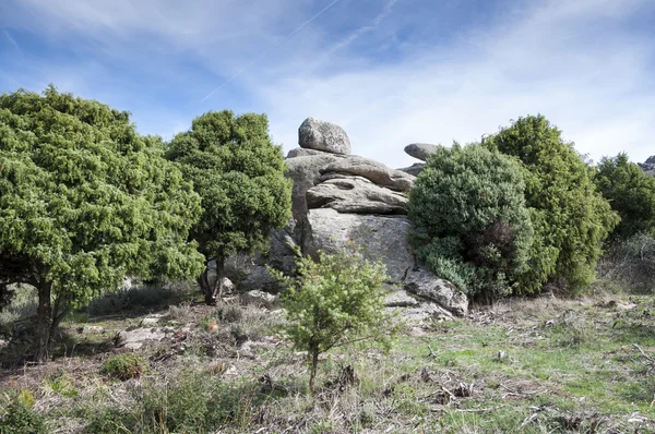 Cade, Juniperus oxycedrus — Photo